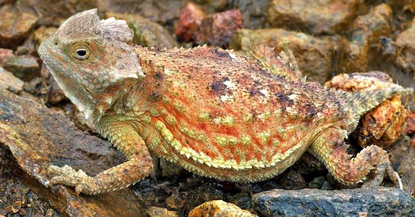 Getting to Know the Rock Horned Lizard